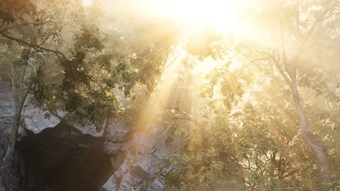 Sunbeams pour through trees in misty forest Vídeos de archivo 137533295