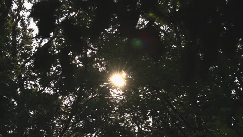 Sunbeams / Ray of Light (2) Stock Footage 311963504