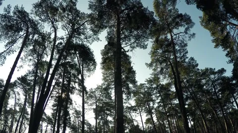 Sunbeams rays between trees in a recreation area of coniferous pine forest Stock Footage 260475683