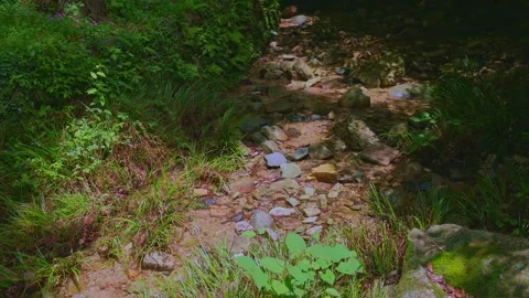 Sunbeams reflection on a small mountain creek in fresh green forest, Saga Vídeos de archivo 336122340