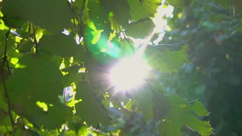 Sunbeams seen through the leaves of the hazelnut tree Stock Footage 138902729