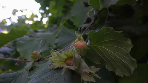 Sunbeams seen through the leaves of the hazelnut tree Stock Footage 138902748