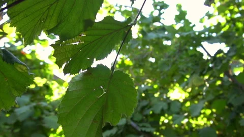 Sunbeams seen through the leaves of the hazelnut tree Stock Footage 138902785