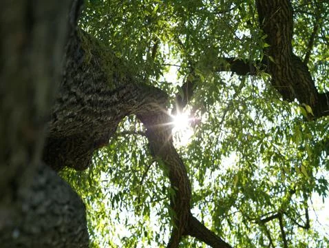 Sunbeams seen trough the branches of a tree view from below Stock Photos