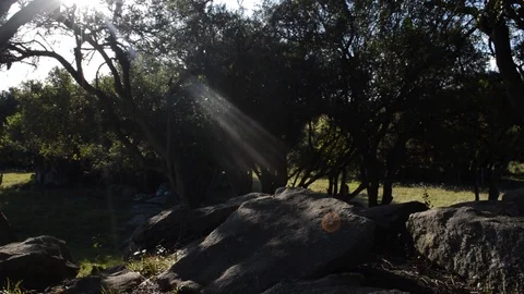  Sunbeams Seep through the Forest Trees, HD-60 fps Stock Footage 98781897