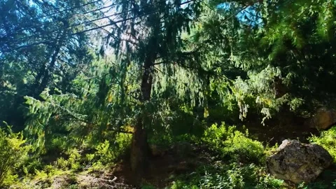 Sunbeams Shifting Through Green Forest. 스톡 동영상 325763548