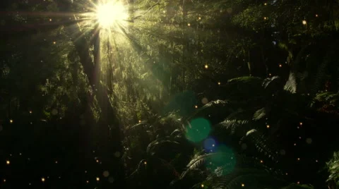 Sunbeams shine into a magical forest - Forest 1002 HD, 4K Stock Footage 56534332