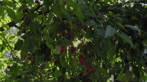 Sunbeams Shine Through the Branches of the Cherry Tree Stock Footage 151722526
