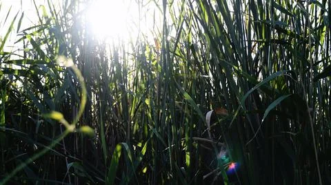 Sunbeams shine through green bulrush growing by river bank Stock-Fotos