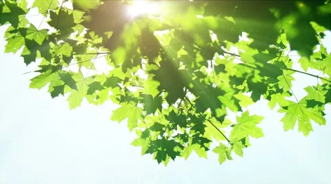 Sunbeams Shine through Maple Leaves in Summer Stock-Footage 66777356