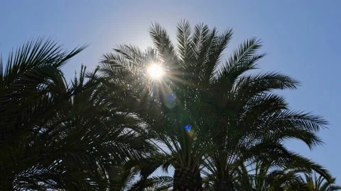 Sunbeams shine through palm branches moving in slow motion. Stock Footage 153238913