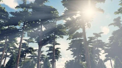 Sunbeams shine through the pines Stock Illustration