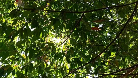 Sunbeams shining through blowing green cherry tree leaves Stock-Footage 325613455