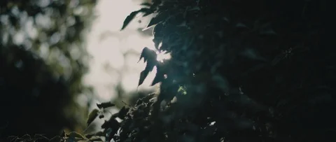 Sunbeams shining through the dark green leaves in the middle of the forest. Stock Footage 126738231