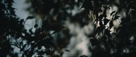 Sunbeams shining through the dark green leaves in the middle of the forest. Stock Footage 126738549