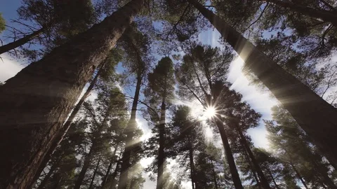Sunbeams shining through forest trees - camera slide Stock Footage 87800728