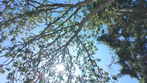 Sunbeams shining through green forest tree canopy under blue sky Stock Footage 340155283