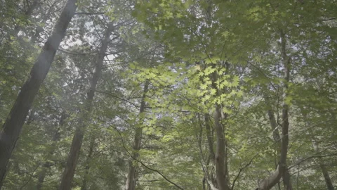 Sunbeams Shining Through Green Maple Leaves in Forest, Log Footage Stock Footage 339380729