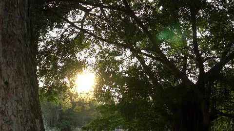 Sunbeams shining through lush green leaves on branches in tree canopies with  Vídeos de archivo 103197699