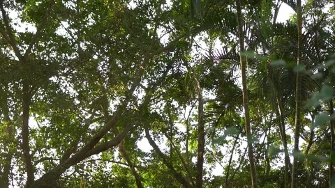 Sunbeams shining through lush green leaves on branches in tree canopies with  Stock-Footage 103197971