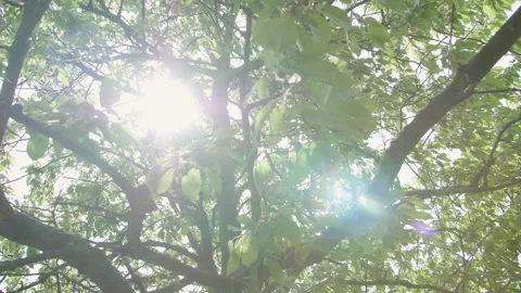 Sunbeams shining through lush green leaves on branches in tree canopies. 库存影片 111035280