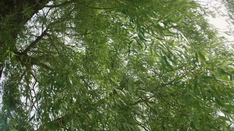 Sunbeams shining through lush green leaves on branches in tree canopies. 库存影片 111037030