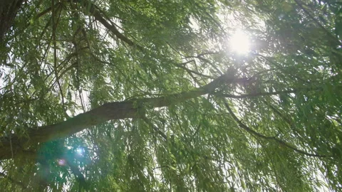 Sunbeams shining through lush green leaves on branches in tree canopies. 库存影片 111037367