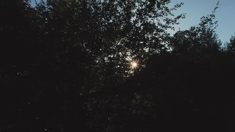 Sunbeams shining through lush green leaves on branches in tree canopies. Stock Footage 127175828
