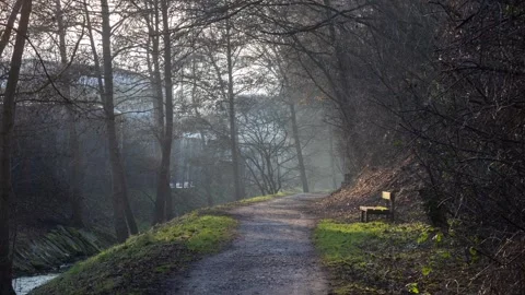Sunbeams shining through misty forest path Stock Footage 345482907