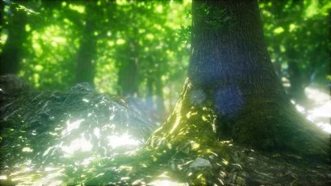 Sunbeams Shining through Natural Forest of Beech Trees Stock Illustration