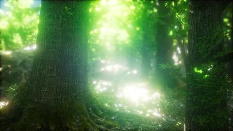 Sunbeams Shining through Natural Forest of Beech Trees Stock Illustration