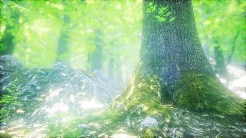 Sunbeams Shining through Natural Forest of Beech Trees Stock Illustration