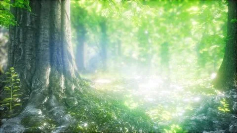Sunbeams Shining through Natural Forest of Beech Trees Stock Illustration