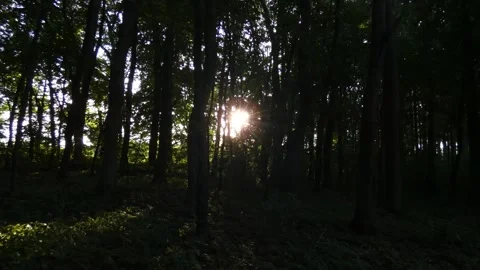 Sunbeams shining through silhouettes of deciduous forest trees, tilting Видео 340167913