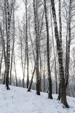 Sunbeams shining through snow-covered birch branches in a birch forest afte.. Stock Photos