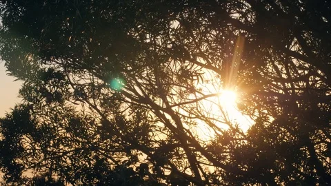Sunbeams shining through swaying in wind tree branches against sky. Stock Footage 118412969