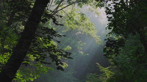 Sunbeams shining through the trees in the forrest. Stock Footage 198900011