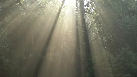 Sunbeams shining through trees in the mist, beams of light through tree crowns Stock Footage 90440763