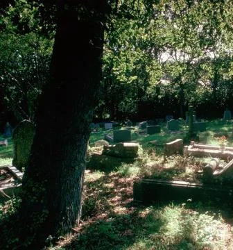 Sunbeams Shining Through Trees Over a Tombstone in a Peaceful Cemetery Stock Photos