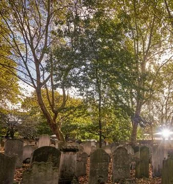 Sunbeams Shining Through Trees Over a Tombstone in a Peaceful Cemetery Stock Photos