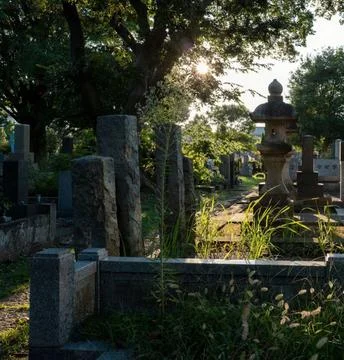 Sunbeams Shining Through Trees Over a Tombstone in a Peaceful Cemetery Stock Photos