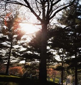 Sunbeams Shining Through Trees Over a Tombstone in a Peaceful Cemetery Stock Photos