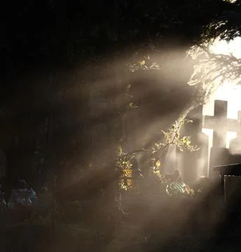 Sunbeams Shining Through Trees Over a Tombstone in a Peaceful Cemetery Stock Photos