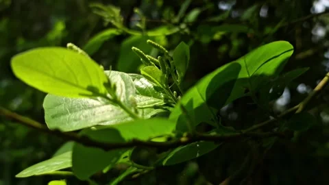 Sunbeams shining through vibrant green leaves in forest close-up Video stock 332503642