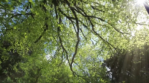Sunbeams Shining Throught the Tree on a Sunny Day Stock Footage 87793002