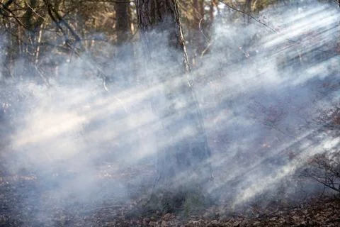 Sunbeams in a Smoky Forest Stock Photos