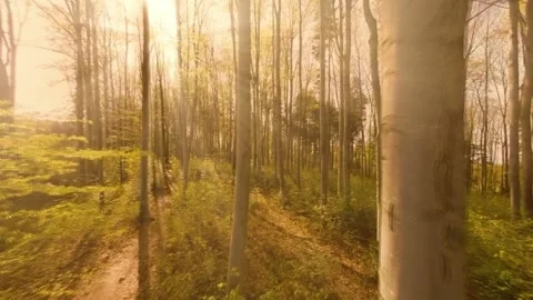 Sunbeams in Spring Forest Path. (1) Video stock 306286748