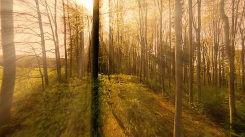 Sunbeams in Spring Forest Path. Stock Footage 306286460
