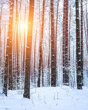 Sunbeams streaking through pine trunks in a winter pine forest after a snow.. Stock Photos