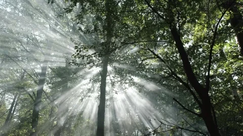 Sunbeams streaming through forest canopy creating ethereal light rays in mi.. Stock Footage 337597497